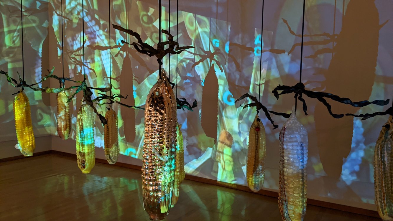"Primoridal Shift" blown glass corn cobs and video projection at the South Dakota Art Museum