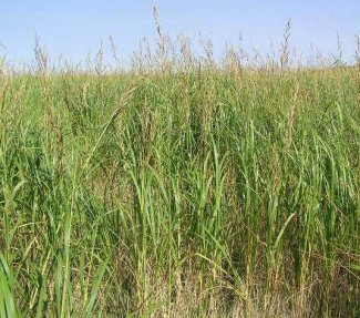 Figure 2. Vigorous transplanted prairie cordgrass plants (height exceeded 8 feet) in a South Dakota field